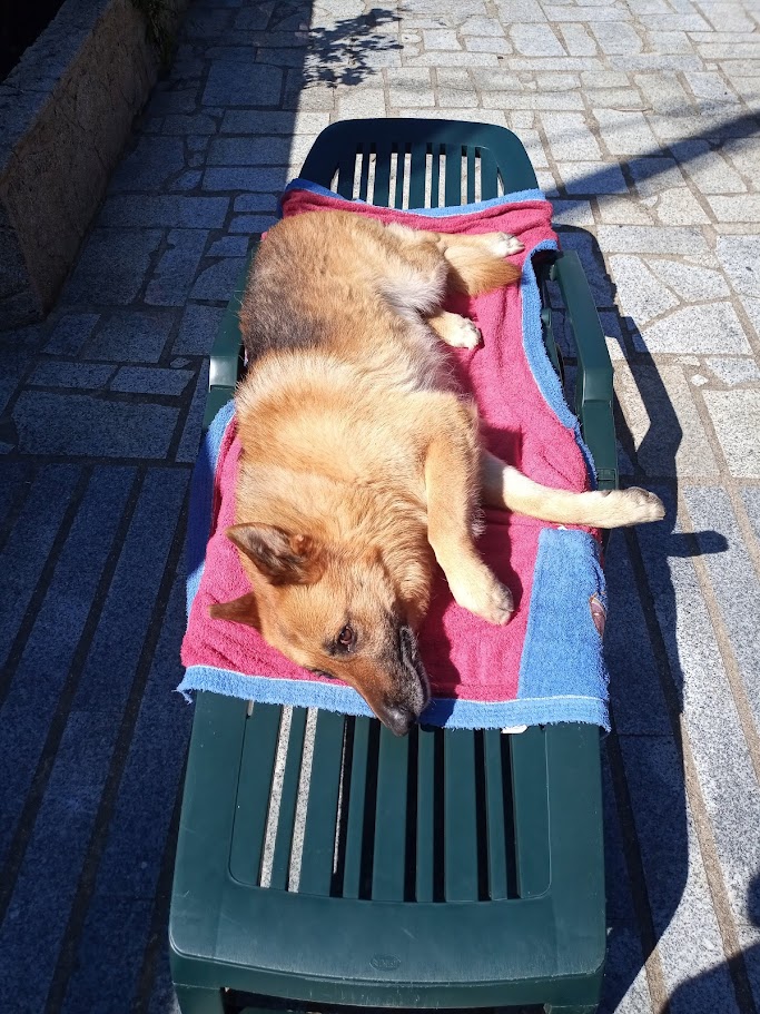 Perro descansando tras una sesión de educación canina